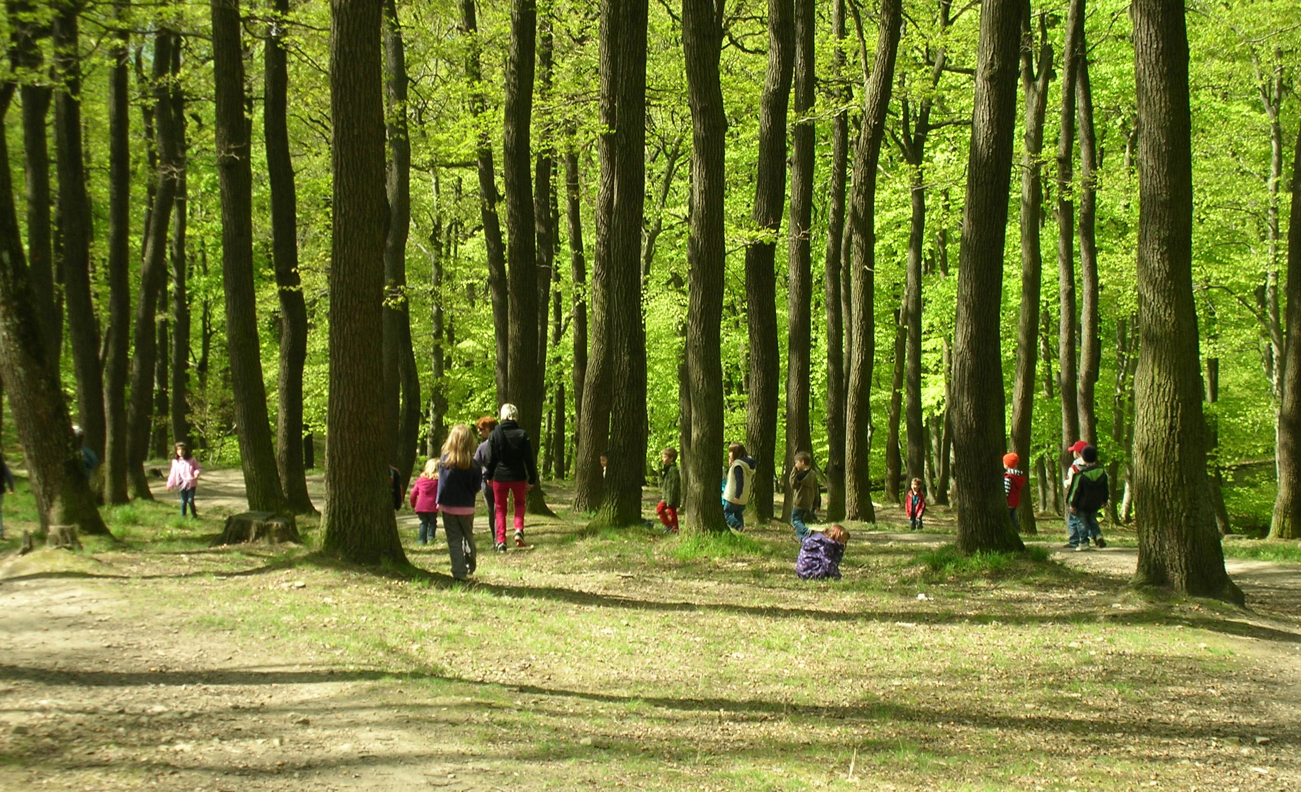 Kinder erkunden gemeinsam einen sonnigen Laubwald